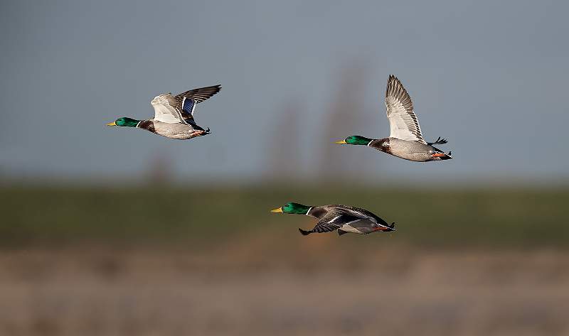 Set3.1 Mallards in Flight_Roger Hance.jpg - 2018 Exhibition - Set of Three